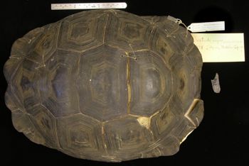 Media type: image; Herpetology R-4478
